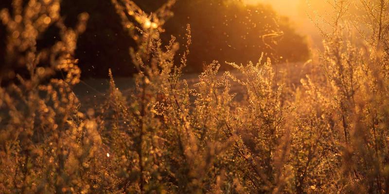 ACCPDG14：职业技能培训如何助力职业发展新高度