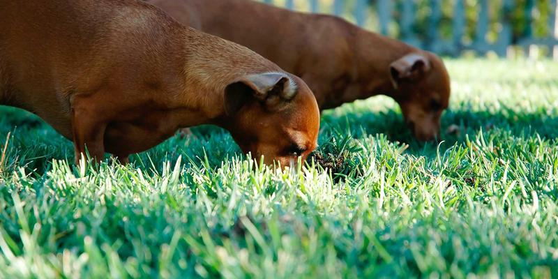 ACCPDG知识体系赋能金融科技风控：数据脱敏与匿名化最佳实践与职业发展路径