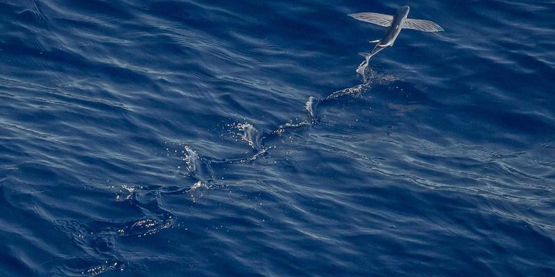 ACCPDG认证续证全攻略：继续教育学分积累与申报流程深度解析